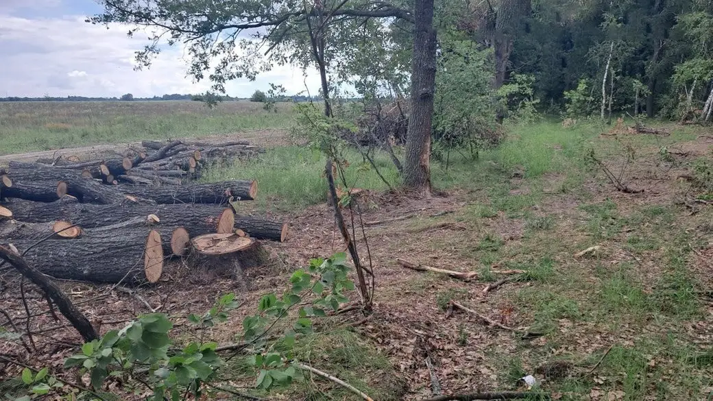 Понад сотню дубів зрубано на Житомирщині: сільрада може опинитися перед борговим тягарем у 2,5 млн грн