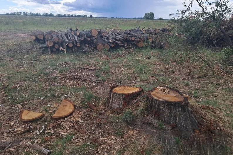 Понад сотню дубів зрубано на Житомирщині: сільрада може опинитися перед борговим тягарем у 2,5 млн грн