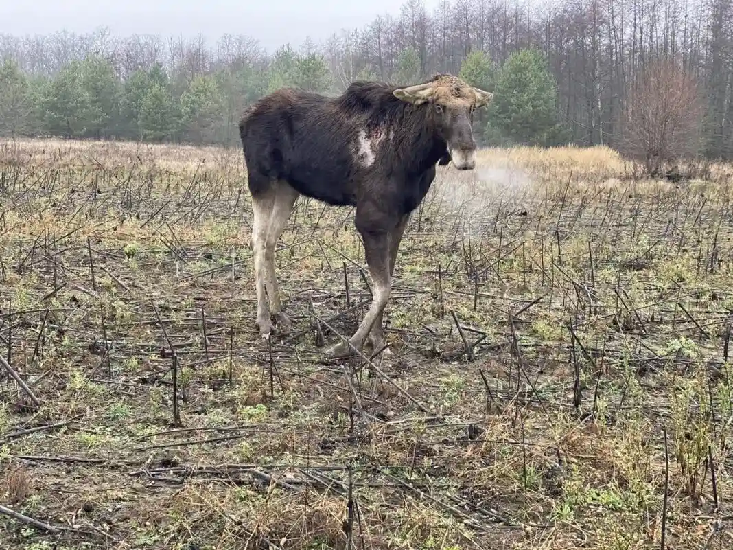 Поранений лось на Житомирщині: громада б’є на сполох через бездіяльність служб