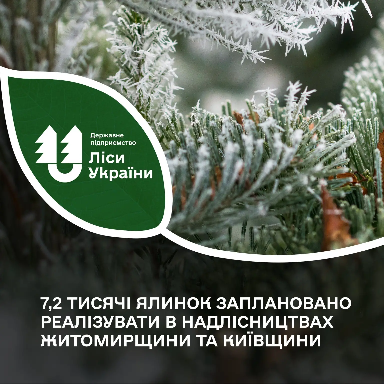 На Житомирщині готують до продажу тисячі законно вирощених ялинок
