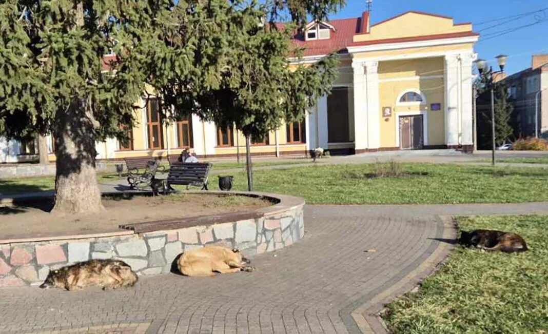 Бердичів інвестує 5 мільйонів гривень у підтримку безпритульних тварин