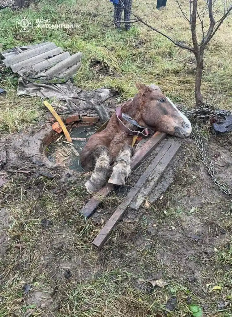 У Дашинці дістали з колодязя знесиленого коня: рятувальники провели складну операцію