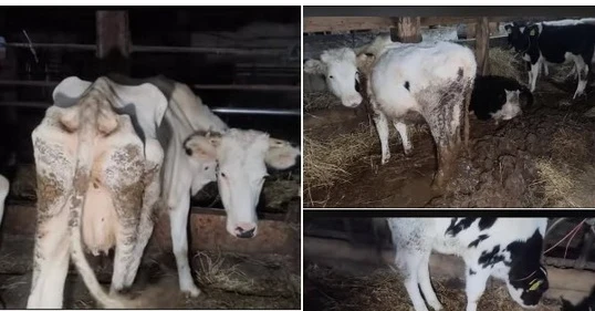 Поліція Звягеля з’ясовує обставини можливого жорстокого поводження з худобою
