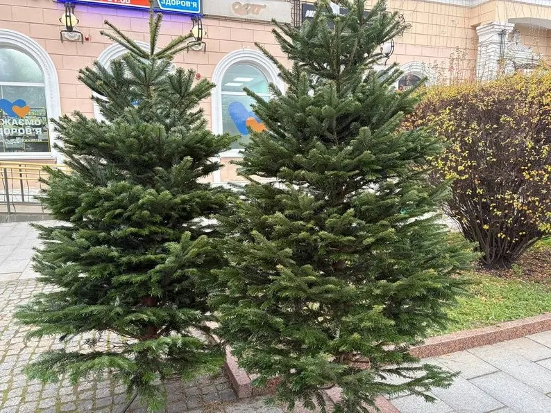 Ялинкові базари у Житомирі: від гілочок за 20 гривень до преміум дерев із Данії