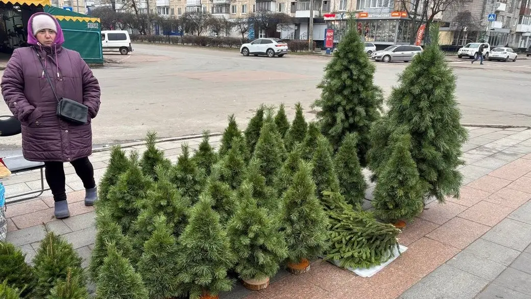 Ялинкові базари у Житомирі: від гілочок за 20 гривень до преміум дерев із Данії
