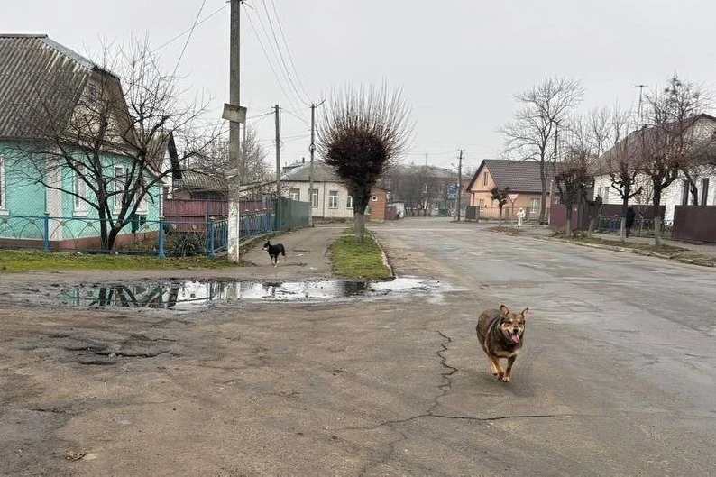 У Малині безпритульний собака напав на перехожу: подробиці інциденту