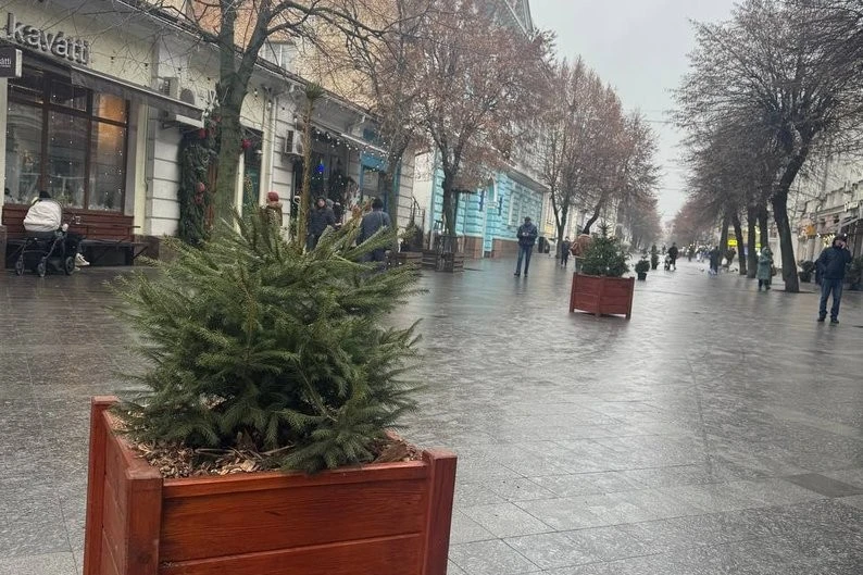 Житомир у святковому вбранні: на Михайлівській з’явилися живі ялинки в горщиках