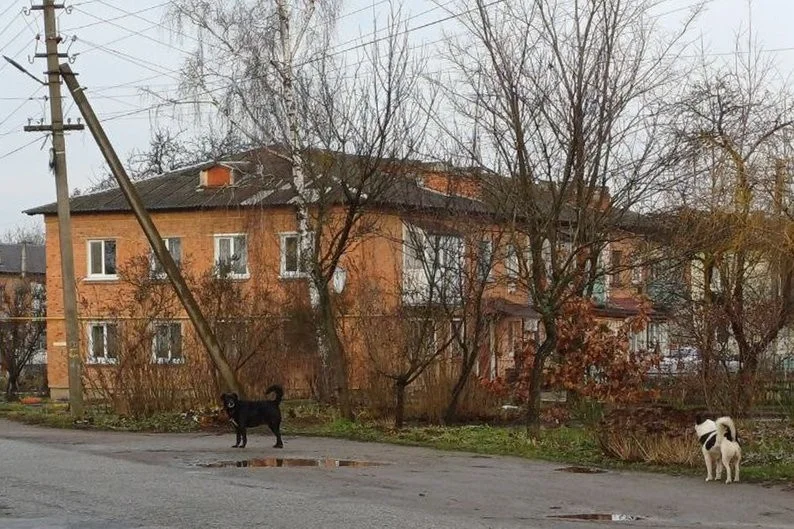 У Малинській громаді за рік 65 людей постраждали від укусів тварин