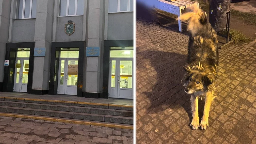 Бердичів запускає програму гуманного контролю за безпритульними тваринами