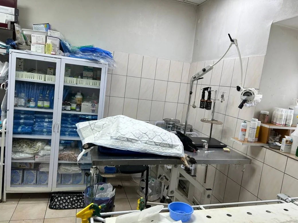 У Житомирі жінку покусали три безпритульні собаки