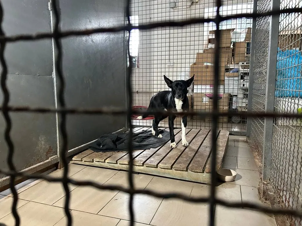 У Житомирі жінку покусали три безпритульні собаки