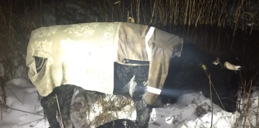 Нічне рандеву з худобою: на трасі Житомир — Чернівці два легковики протаранили биків
