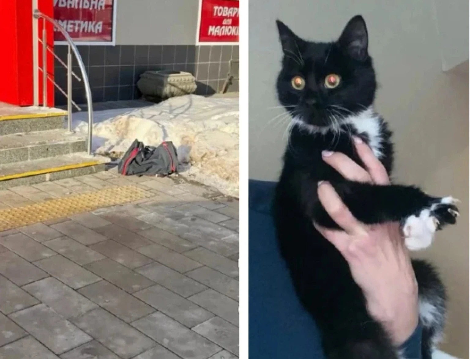 «Замість вибухівки – муркотіння»: поліцейська спецоперація в центрі Житомира завершилася порятунком кота