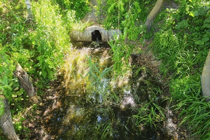 Стан води у Крошенському ставку: фахівці планують перевірку