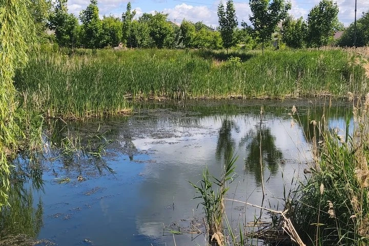 Стан води у Крошенському ставку: фахівці планують перевірку