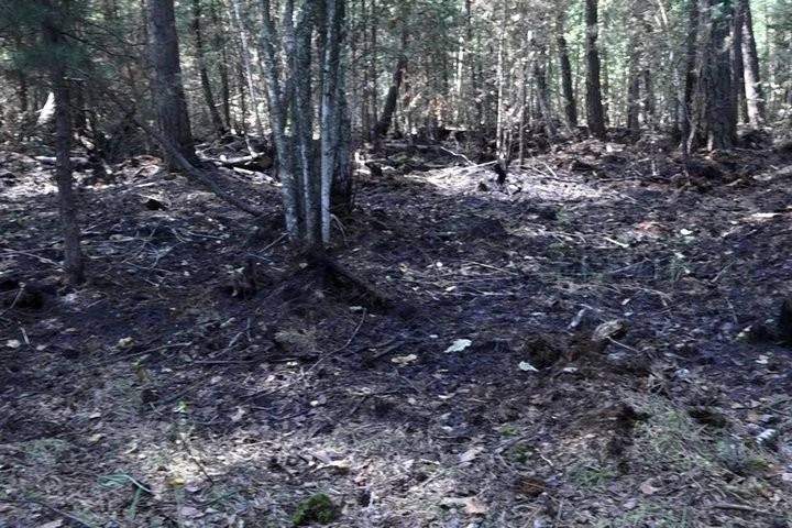 Помічниця лісничого Дар’я Лагун: про приборкання вогню після обстрілів та шлях до мрії